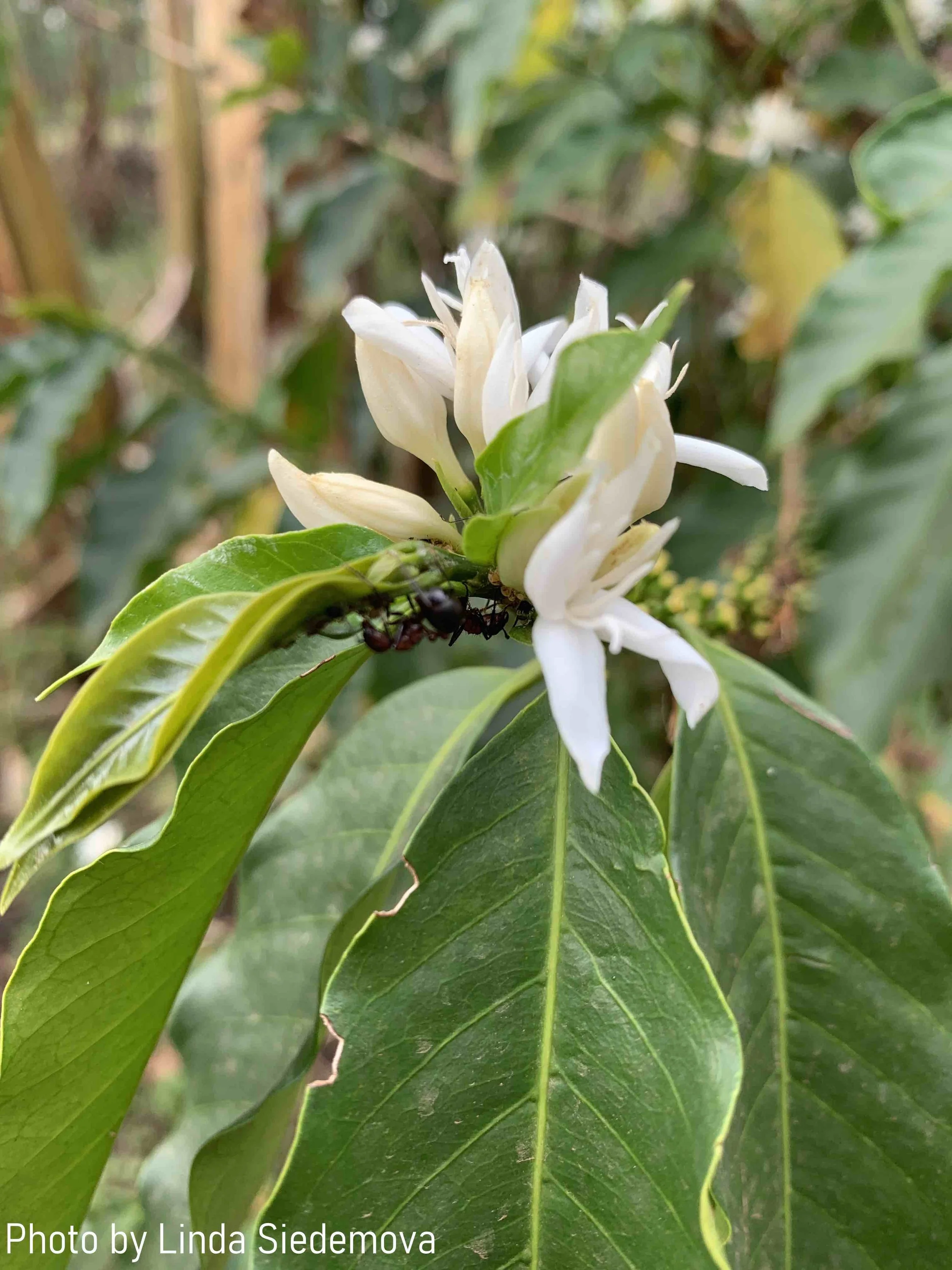 TheCoffeeGArdens_Uganda_5.jpg