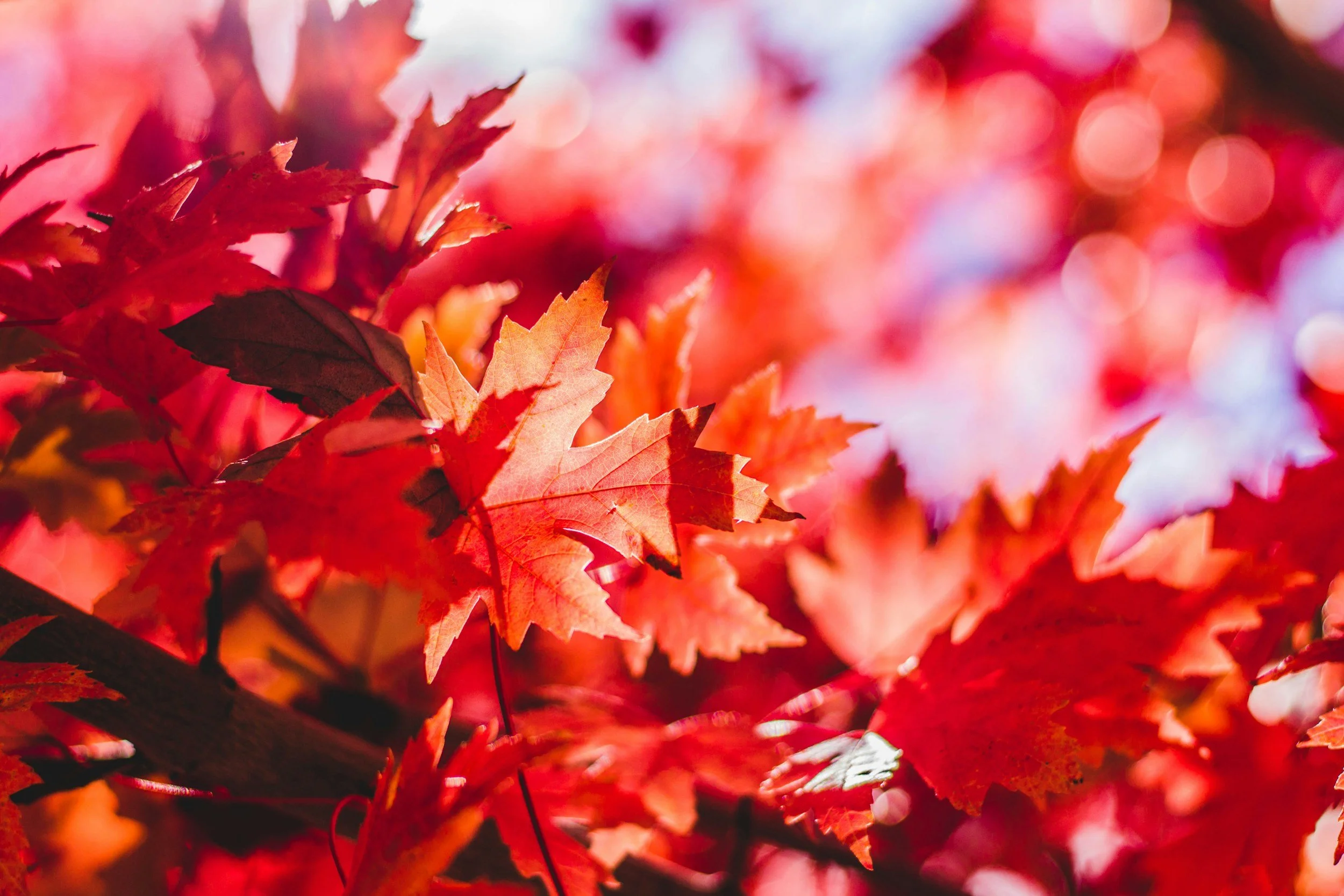 Fall Language Graphic