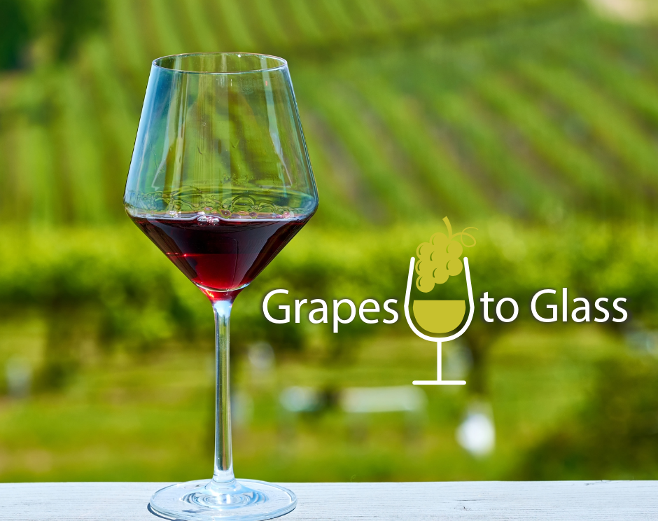Grapes to Glass: The More You Pinot