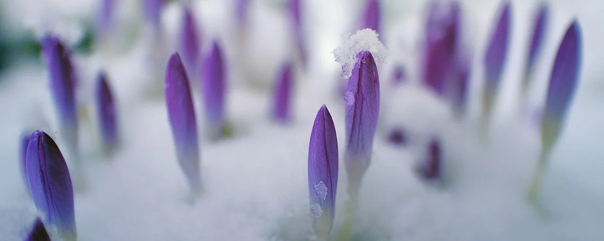 Spring Language Graphic