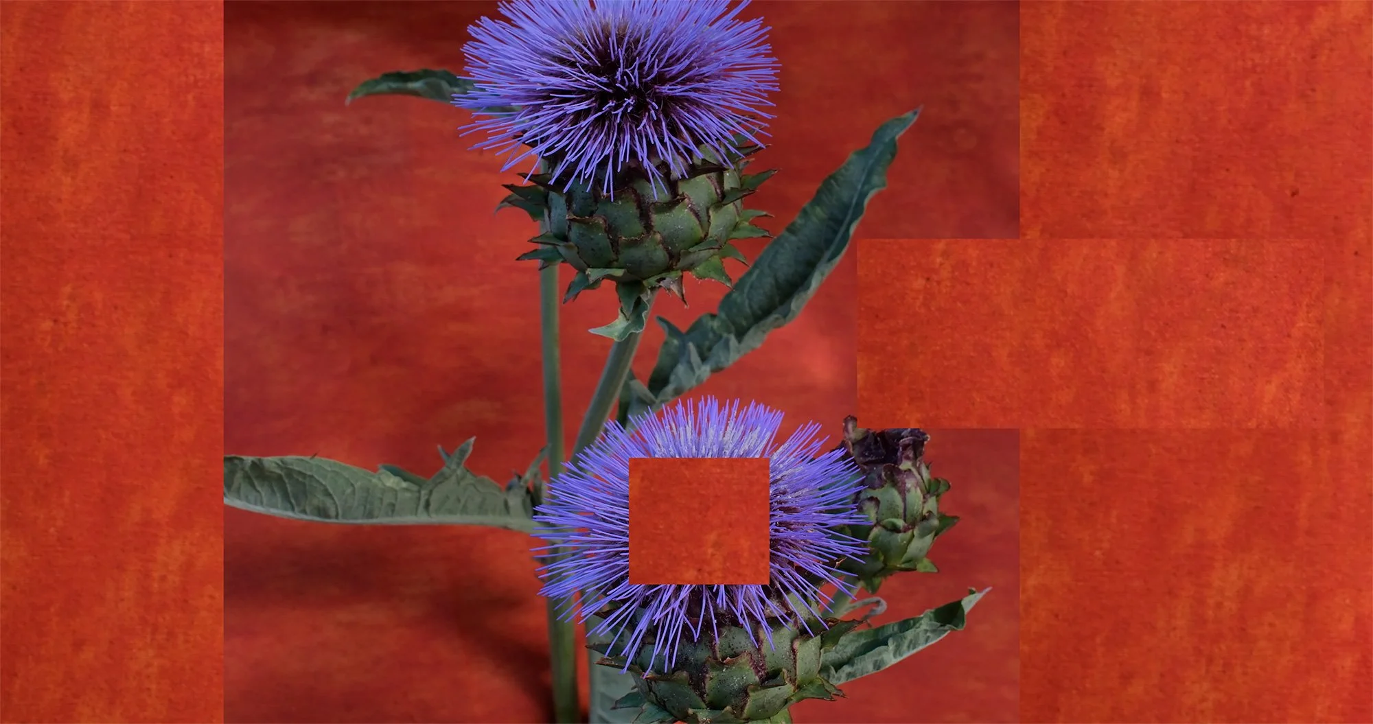 Attentive_Earth_Swatch-layered-Effect.00_00_45_03.Still001_home.jpg