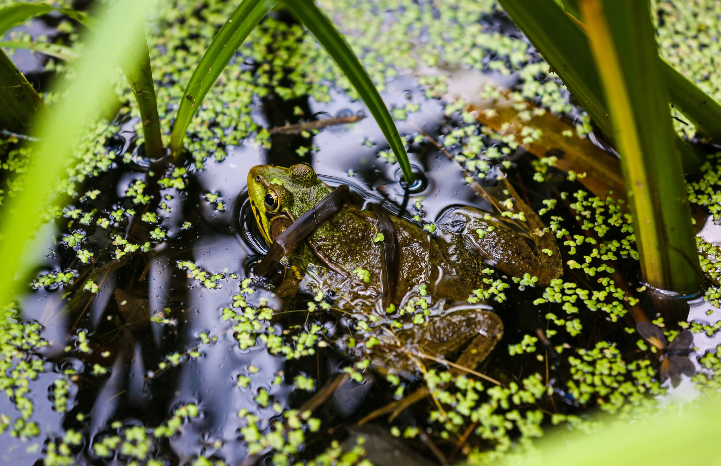 061721_DPH4100 (1 of 1).JPG