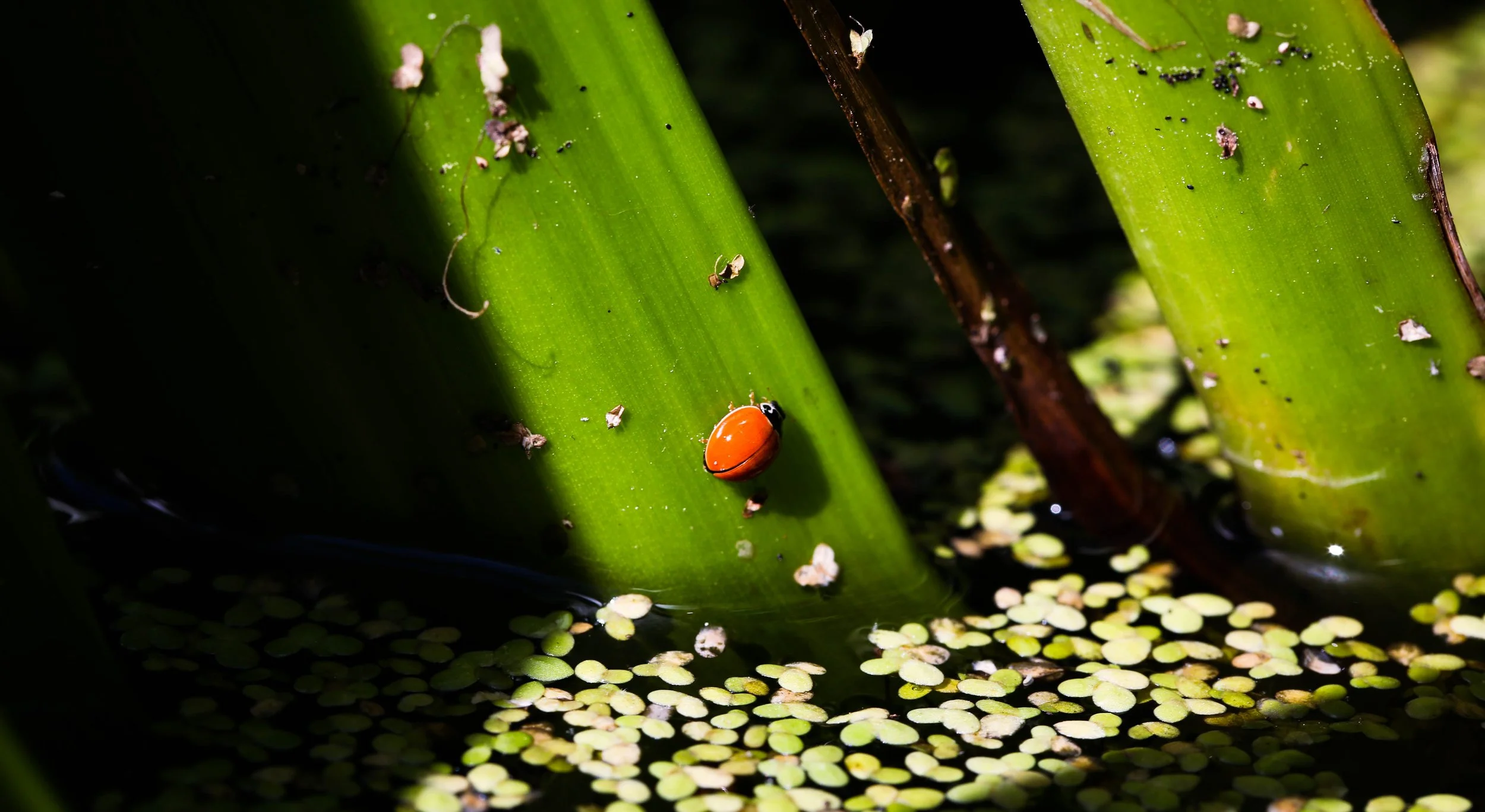 061721_DPH4368 (1 of 1).JPG