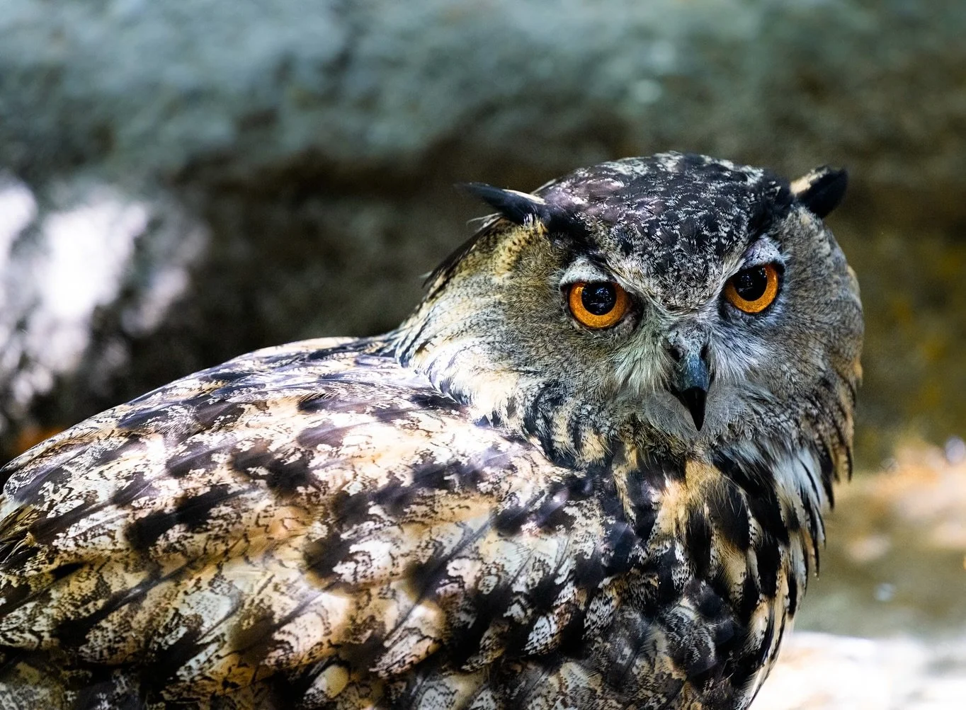 I absolutely just love what I do! Taking photos like these make me feel like a kid that just ate 20 pixy stix!!🤯🤩

#wildlifephotographer #wildlife #conservationphotography #owl #birdphotography #canon