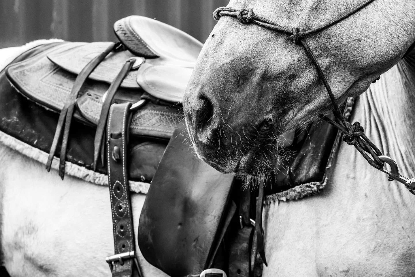 Love the artsy things 📸🐴