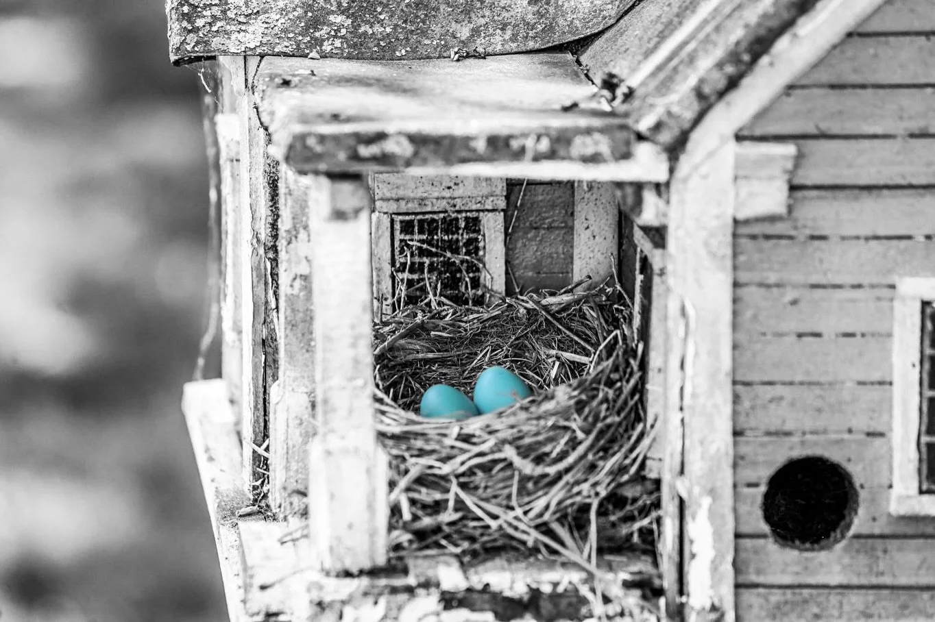 The sweet little cycle of spring 🌷 Building a home, bringing new life into the world, and watching it grow. 🪺🥰