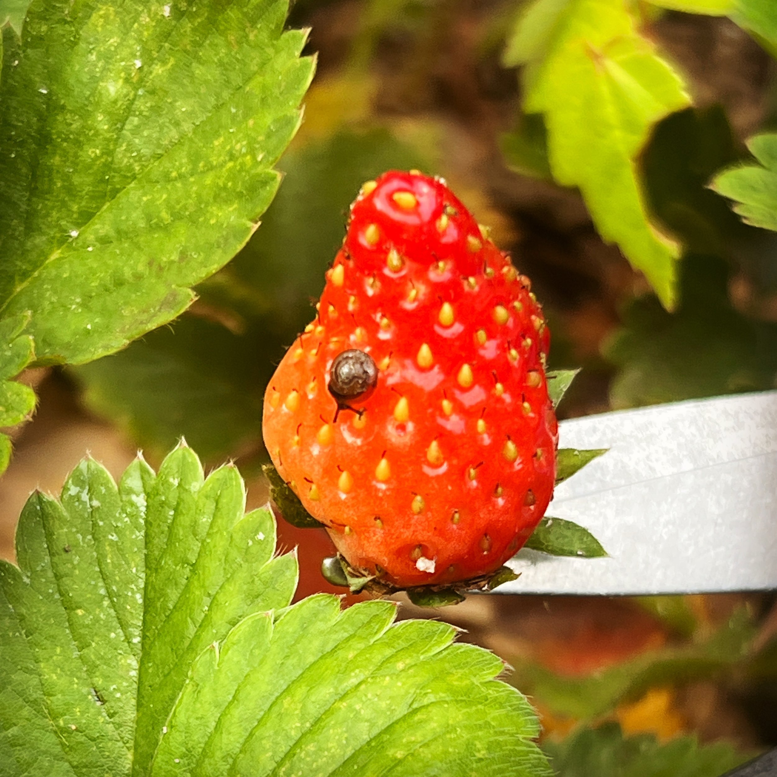 This wee lad was having a snack, so I let him keep the whole strawberry. I&rsquo;ve never seen such a tiny snail! Nature is amazing. 🐌 🍓 
#homesteading #gardening #gardenlife #homesteadersofinstagram #littleacrehomestead
