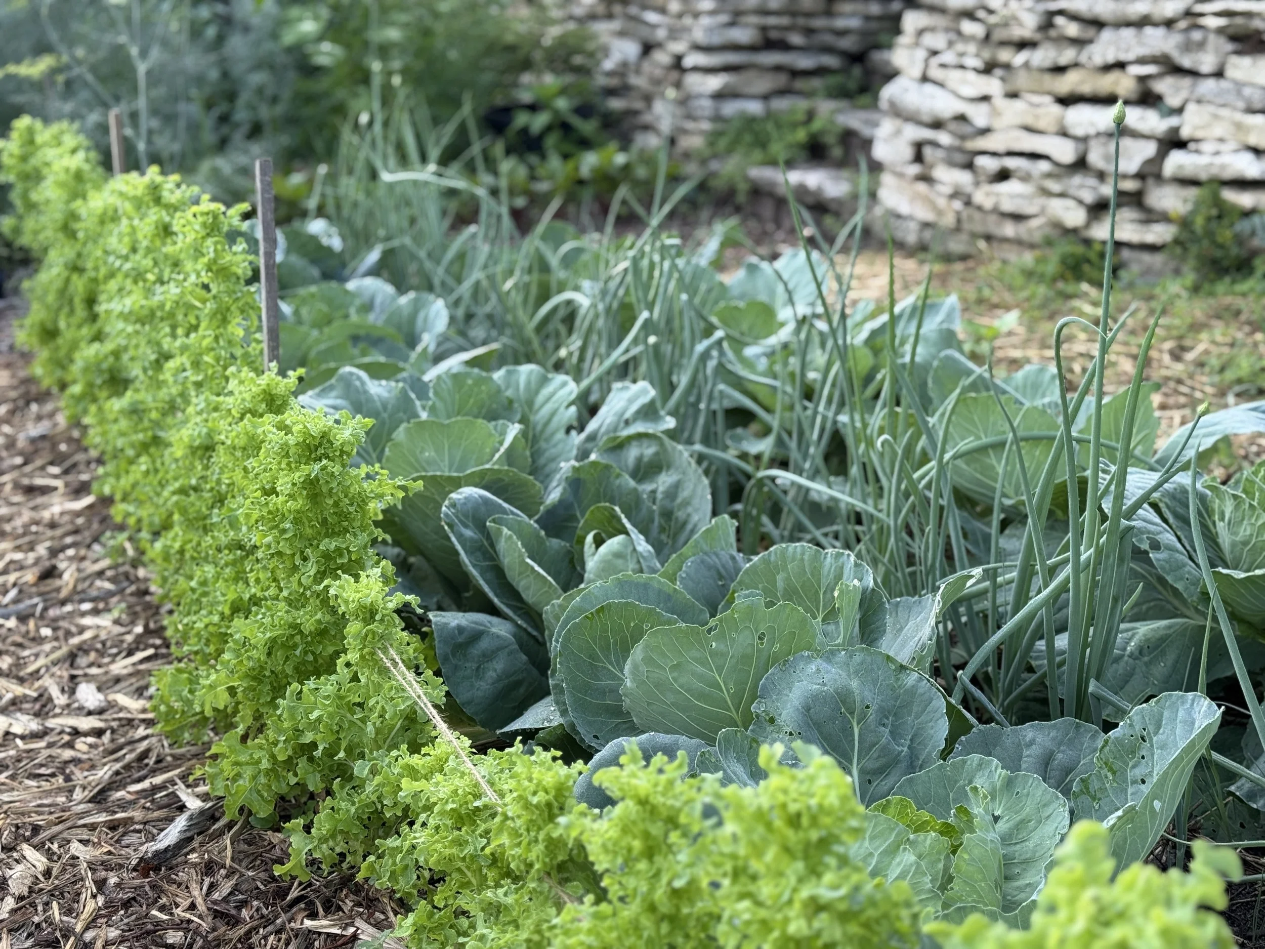 TGL - Cabbage Onions Lettuce.jpg