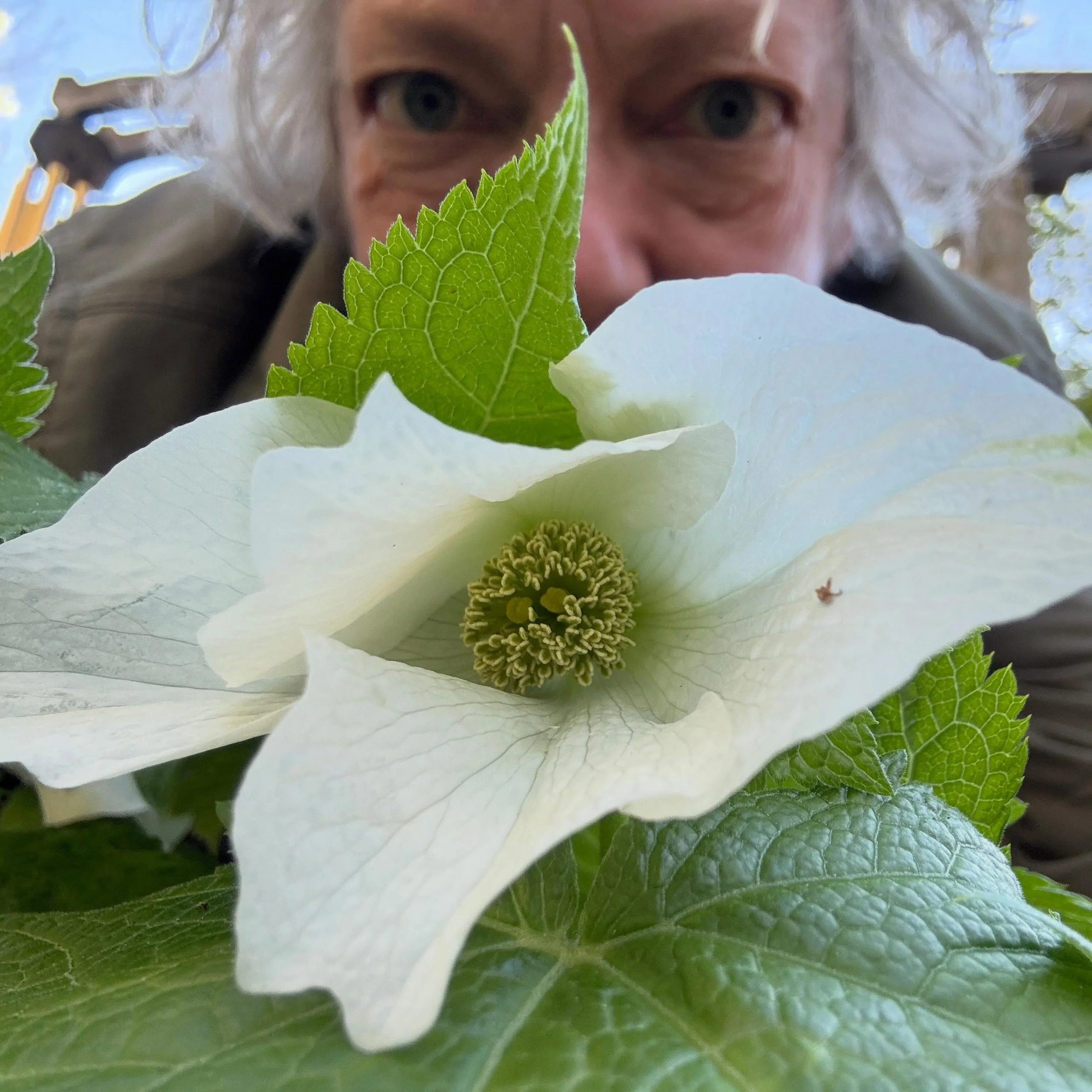 Japanese Wood Poppy (Glaucidium palmatum) is exquisite as she emerges from her winter slumber. I love this time of year! I am exhausted from the seemingly endless cycle of seed sowing, pricking out and potting up, yet refreshed at the same time as cl
