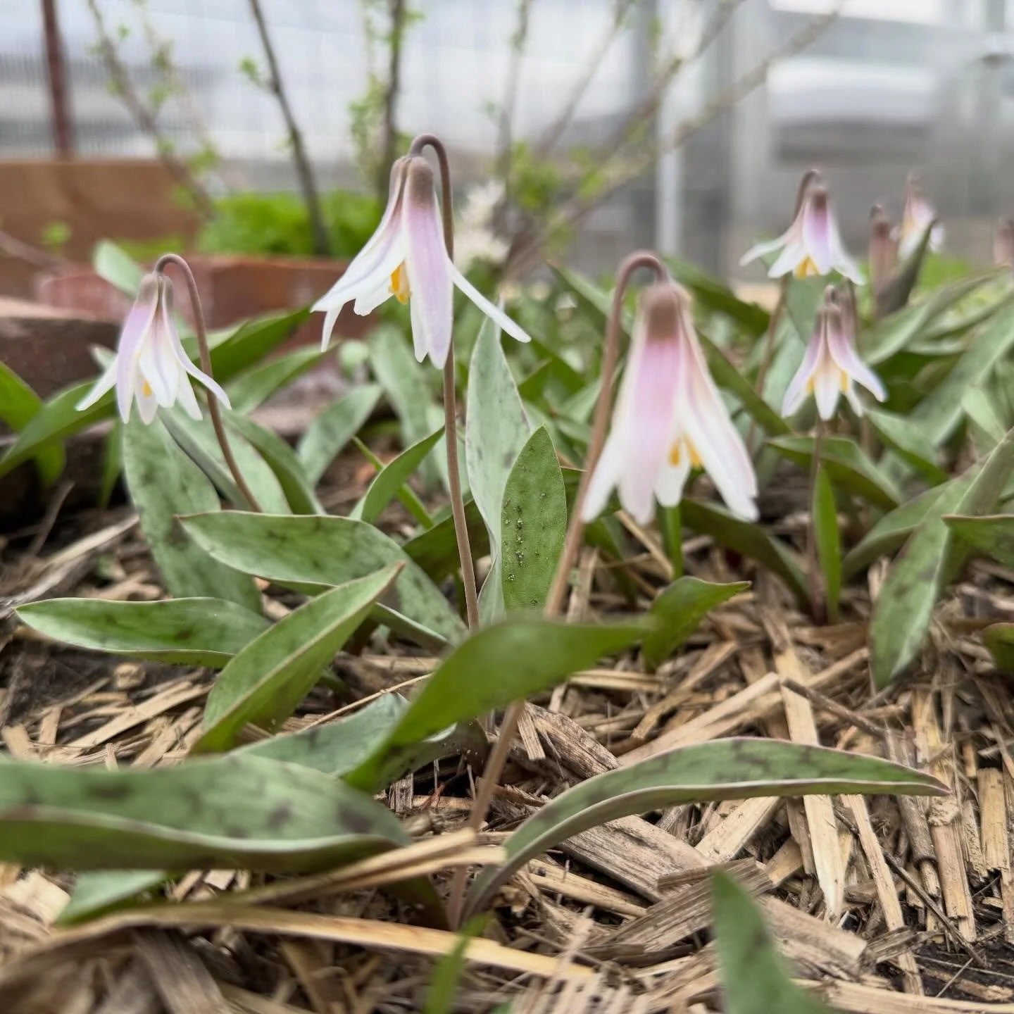 Yay for the cold! Okay, okay, I know. It&rsquo;s a great way for the spring ephemerals to hang on a little longer though. 😍