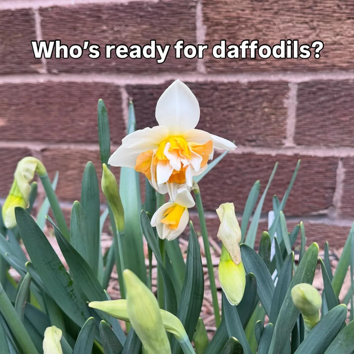 Sweet heirloom daffodils are popping like crazy after the rain and the heat. Get a bunch for yourself or gift some! Message me for details.