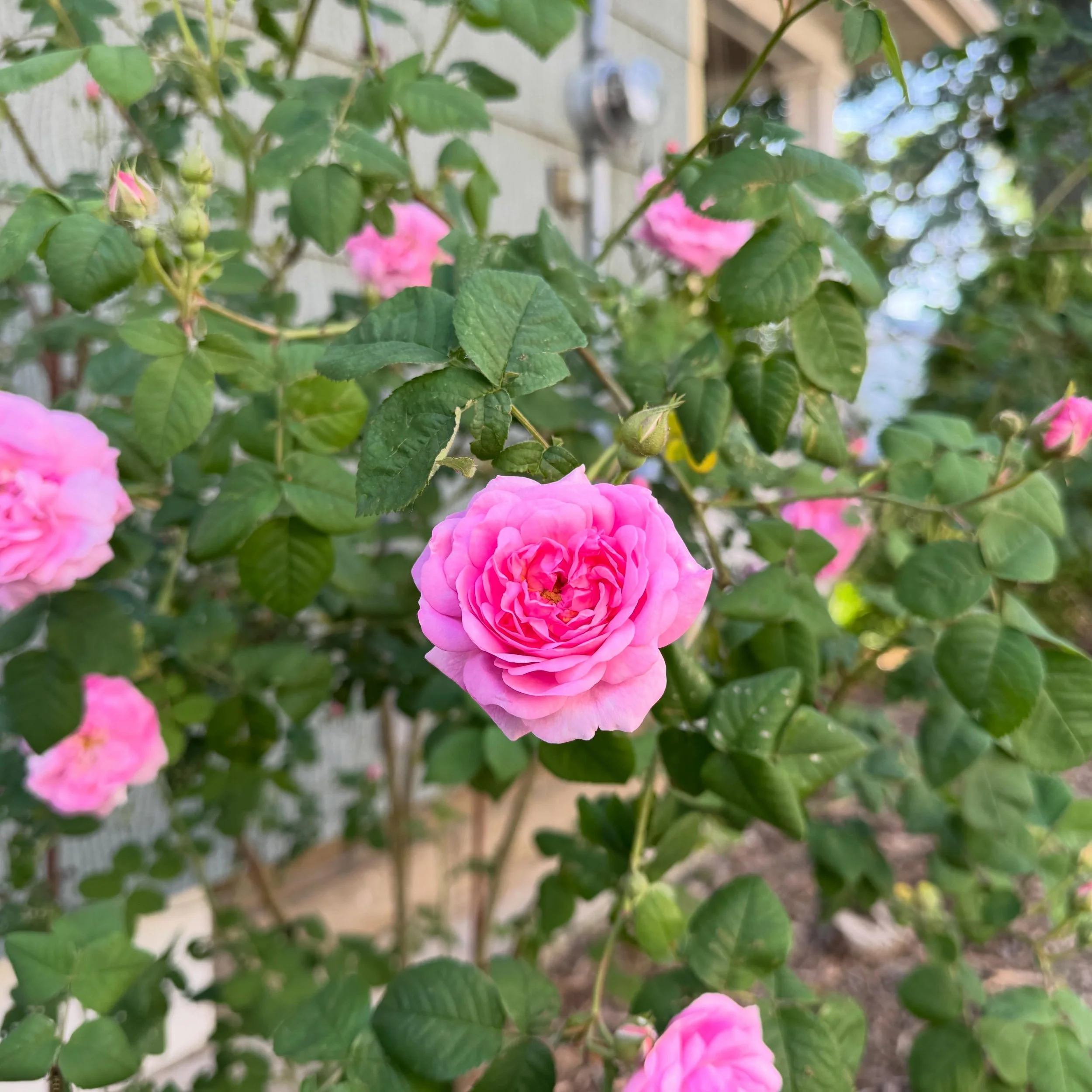 The buns really nailed my rambler. I had to remove 4 dead canes, but took fresh shoots from the base that were growing in the wrong direction. After removing the leaves, I poked these soft-wood cuttings in soil, watered them well and placed them in a