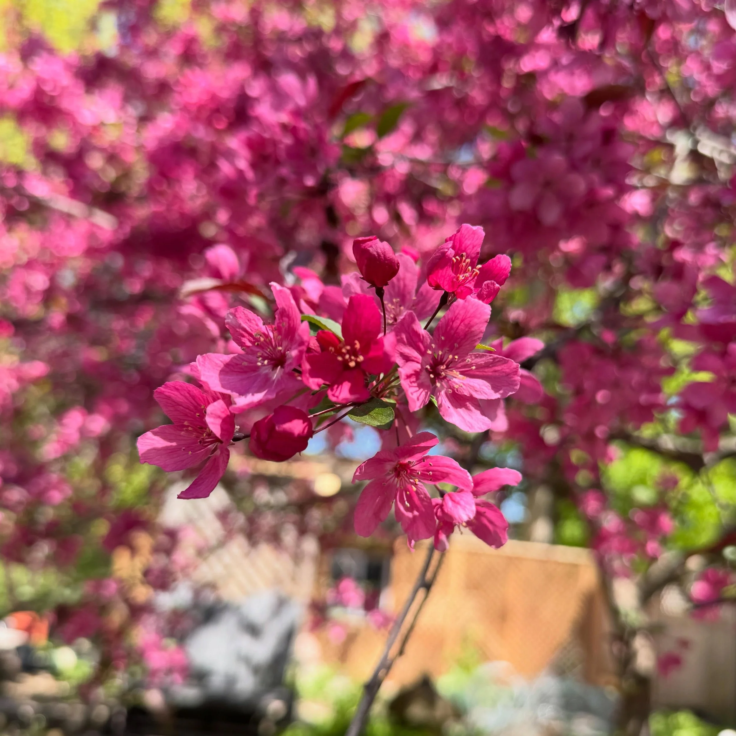 A real stunner. Prairifire crabapple (Malus X &lsquo;Prairifire&rsquo;) makes an excellent addition to the landscape. What&rsquo;s not to like? Flowers in the spring, lovely shade underneath its somewhat broad canopy, and persistent fruits that hang 