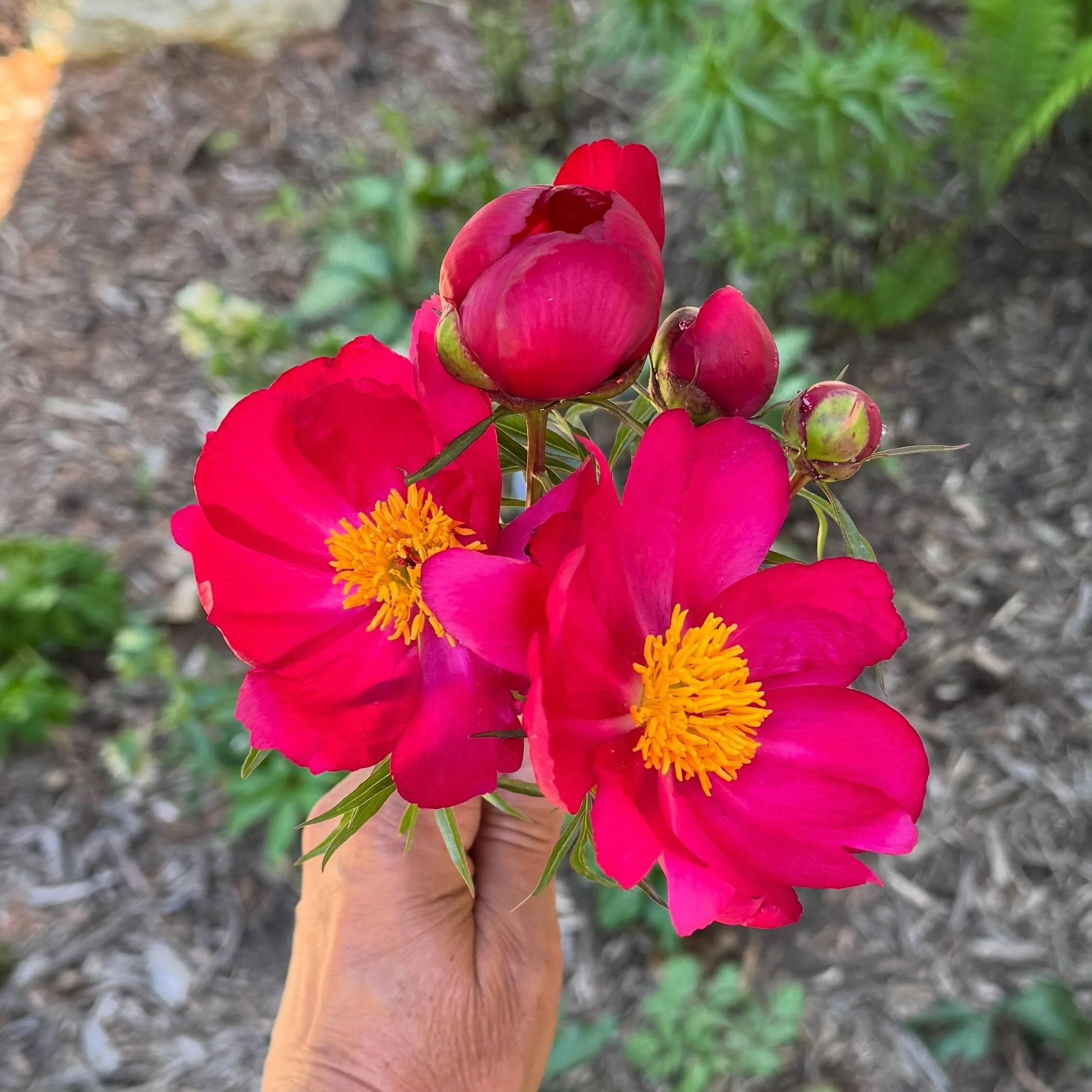 The first of the perennial blossoms are opening this week. Have you ordered your flower subscription yet this year? Hit the CSA Flower Bouquet link in my bio! 🤩 #csaflowers #mngrownmda #rochmn #femalefarmer #flowersmakeushappy