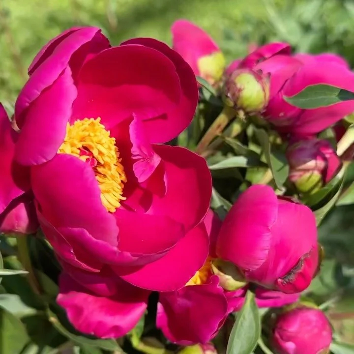 It&rsquo;s Peony Time! Celebrate the short season and pick up a fresh-cut bouquet from 2-6pm today. 10 stems for $20 while they last! Alley pickup next to the greenhouse. 

#peonyseason #slowflowers #rochmn #mngrown #cleanflowers