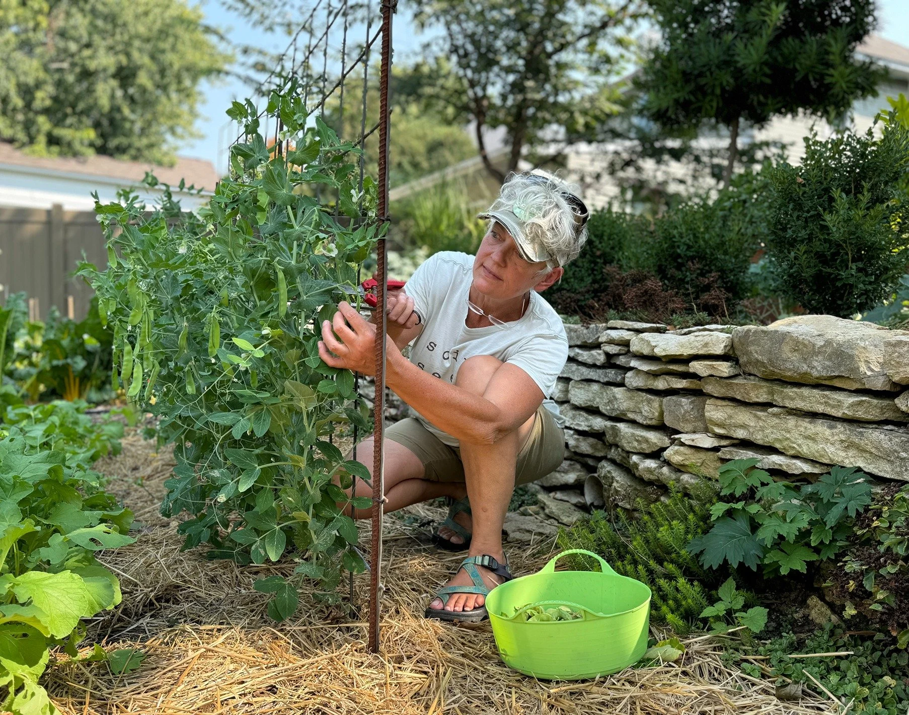 A woman with curly gray hair, wearing a white t-shirt, tan shorts, sandals, and a visor, is kneeling in a garden, harvesting green beans from a row of plants. She is holding a small bunch of beans while looking at them. There are multiple green plants, a stone wall, and a wooden fence in the background, along with a plastic green bucket on the ground.