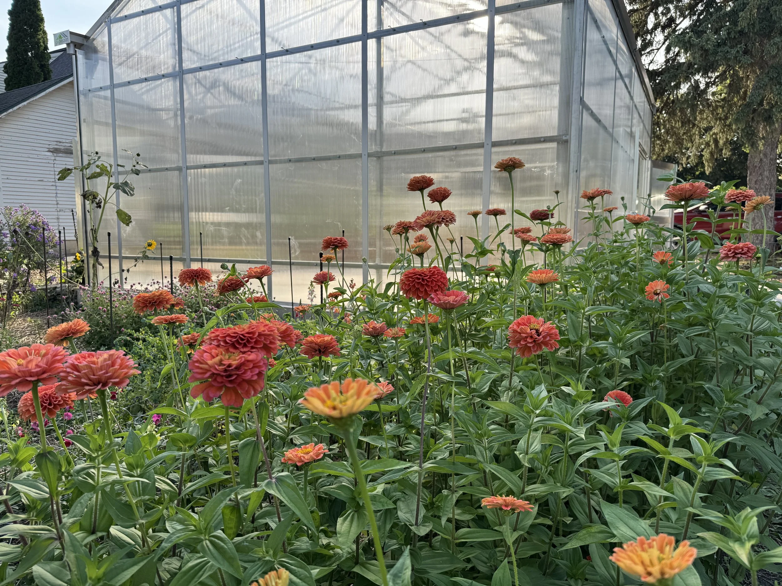 Flower Bouquets