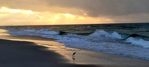 Town Information — SurfCast