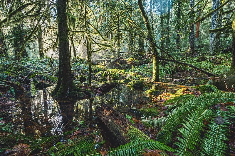 A lush, green forest scene with tall trees, ferns, moss-covered logs, and a small reflective pond with sunlight filtering through the canopy.