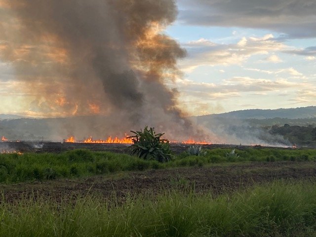 Burning pineapple field