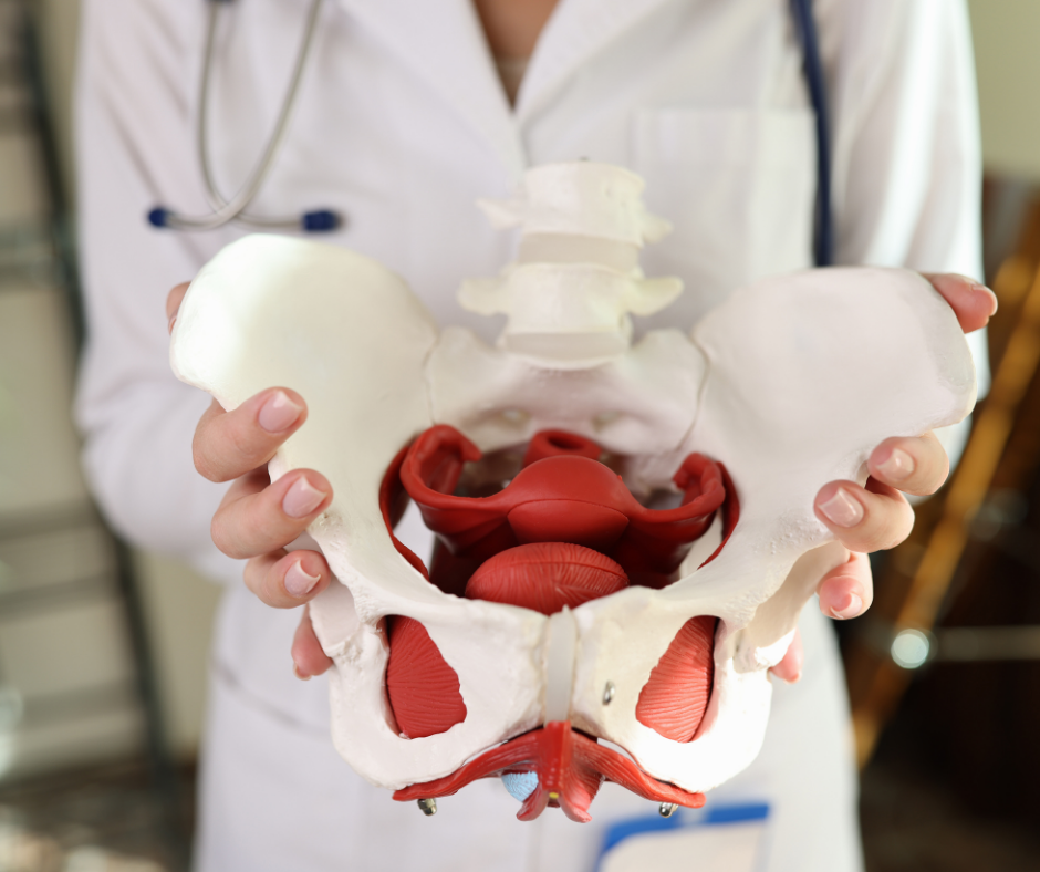 Model of pelvis