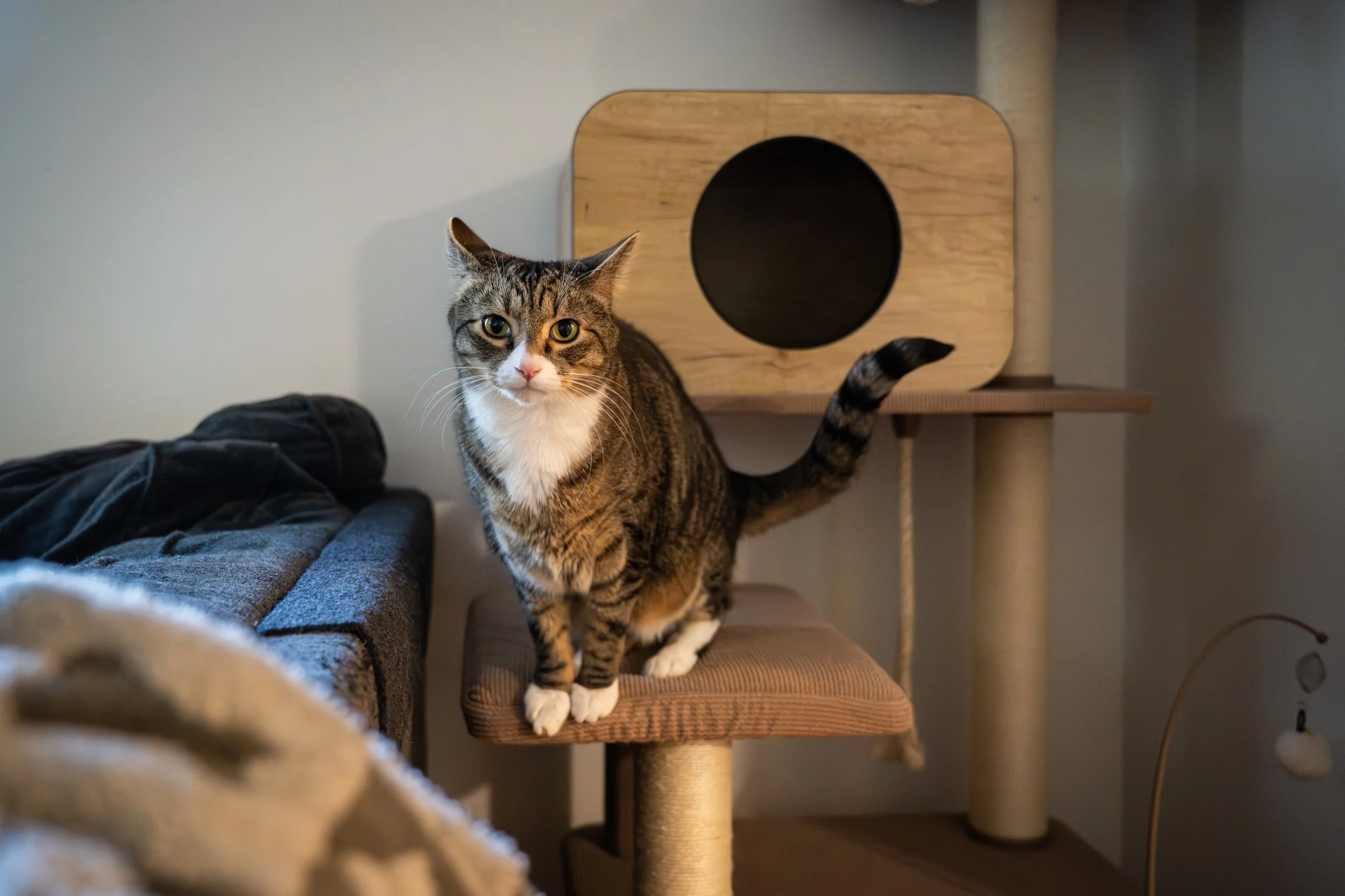 pets-21.jpg