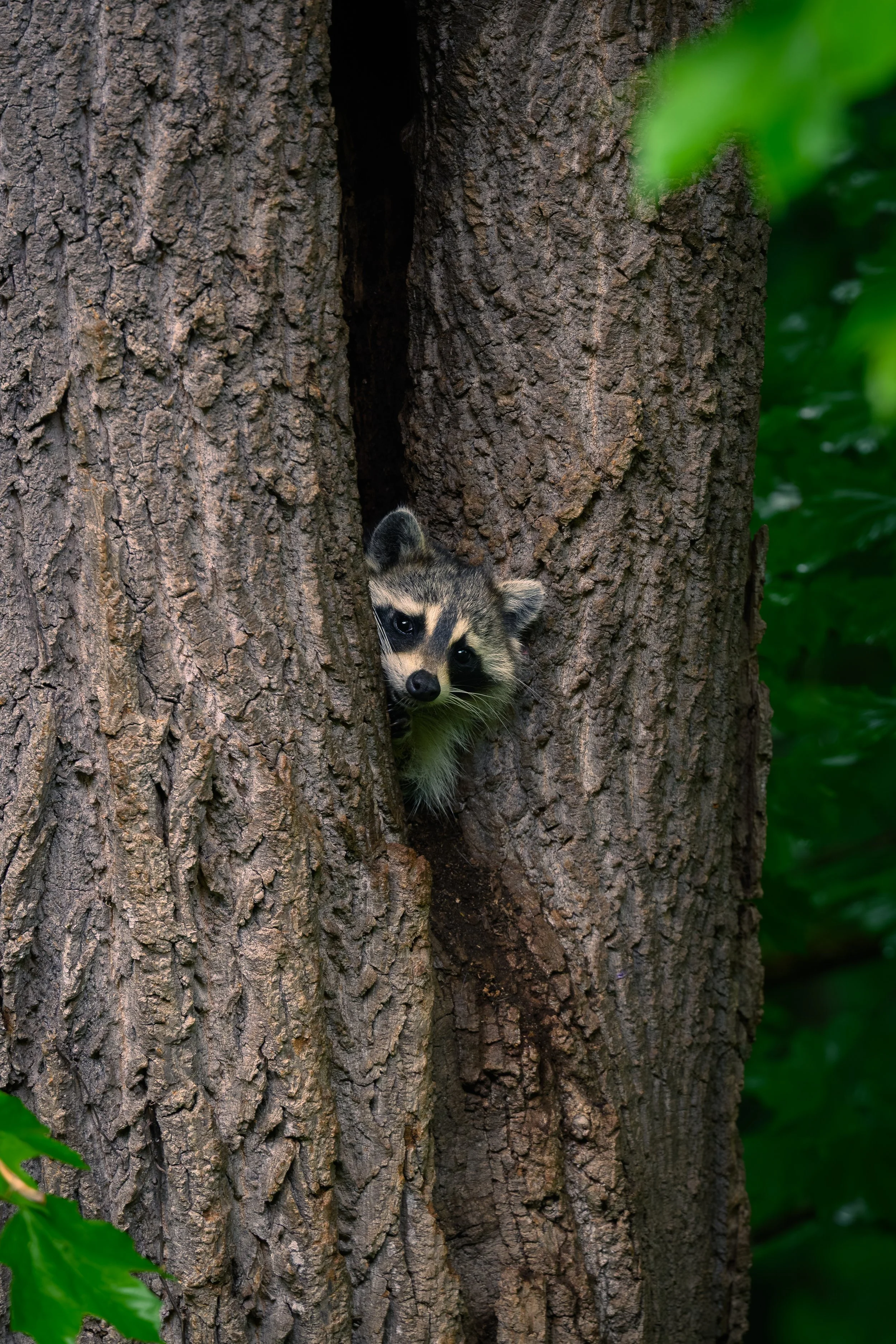 Rocky the Racoon Color Grading.jpg