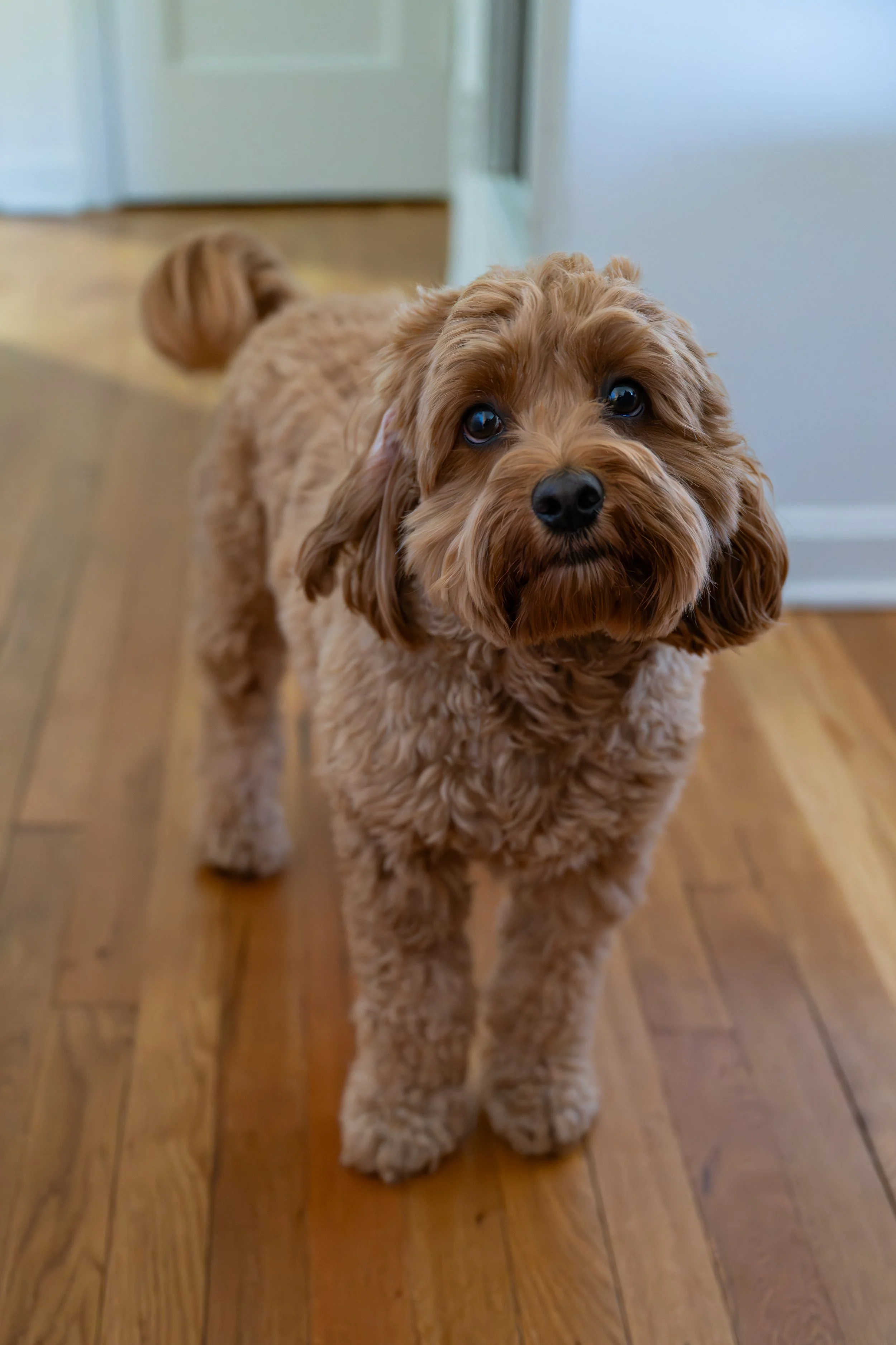 pets-20.jpg