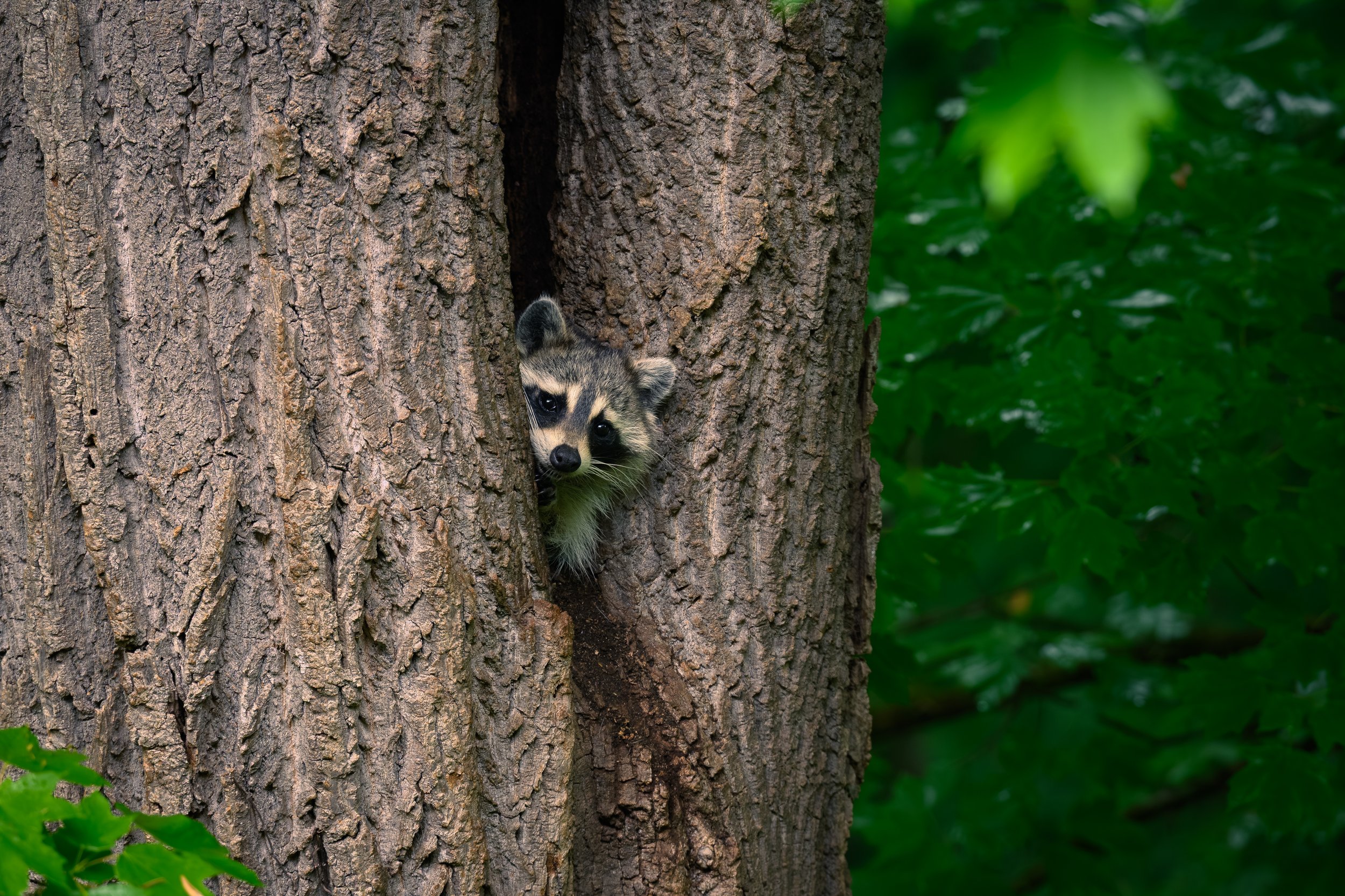 Rocky the Racoon Color Grading-2.jpg
