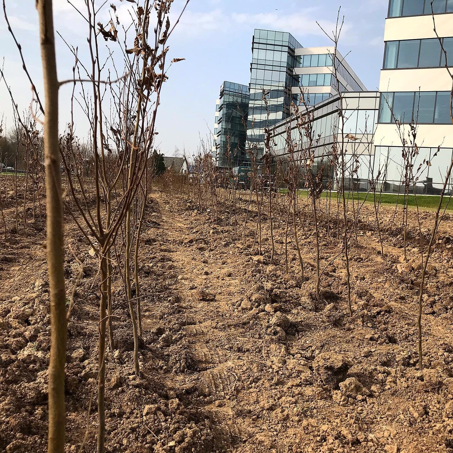 De natuur een handje helpen, 2500 boompjes aangeplant voor aanleg groenscherm aan kantoorgebouwen #beplanting #groenscherm #lente #natuur #tuinaanleg #bomen #outside #outsidelife #garden #springtime #nature #trees #9300