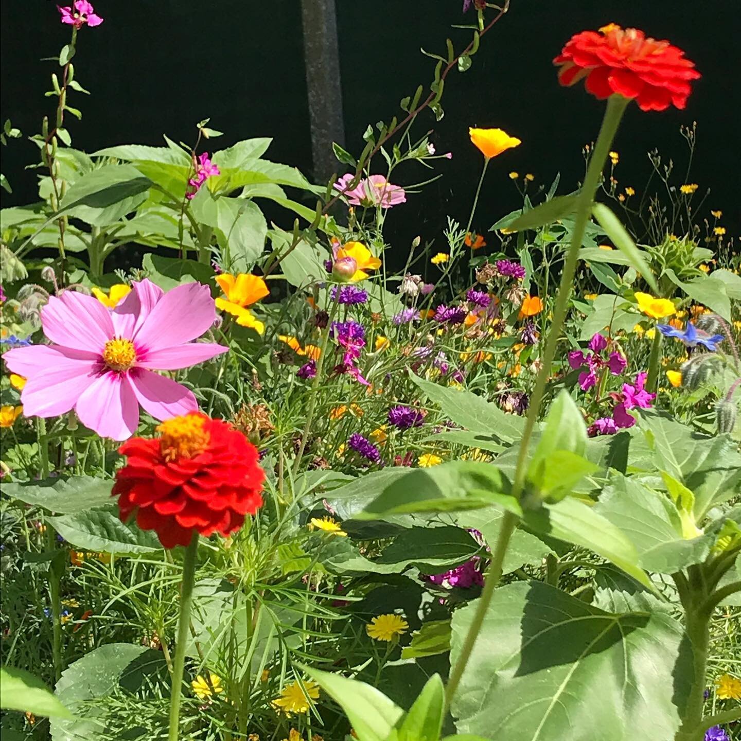 #flowers #naturalgarden #nature #summer #sunflower #honeybee #gardenlife #outside #outsideisfree