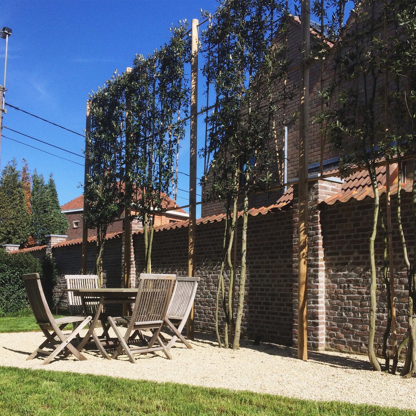 #pleachedtrees #quercusilex #multistem #trees #privacy #privacyfence #terrace #terracegarden #firstsun #spring #springiscoming🌸 #nature #outsideliving #outsidelife