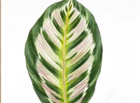 Close-up of a variegated green and white striped leaf with pink accents.