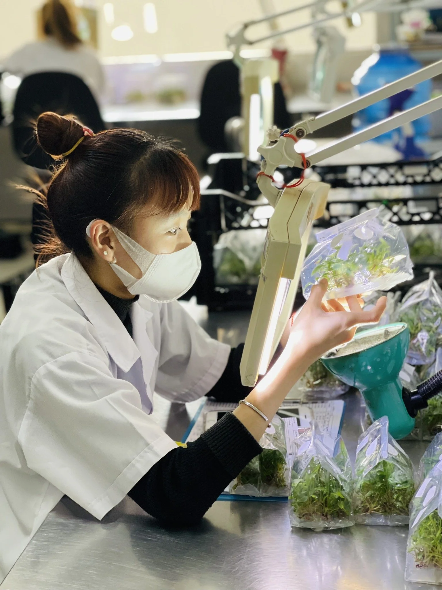 A woman wearing a face mask and lab coat working in a laboratory with plants, holding a plastic bag of plants near machinery or equipment.