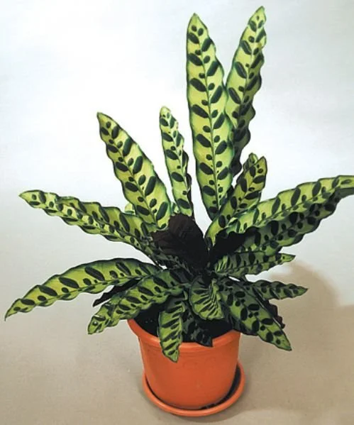 A potted plant with green and black patterned leaves