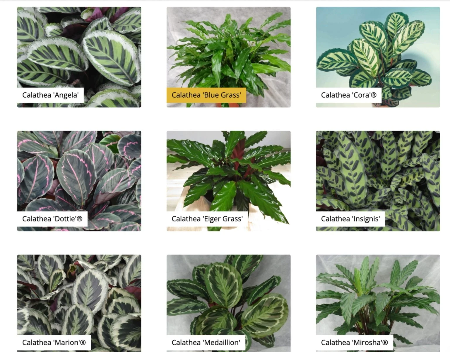 A collage of nine different Calathea plant varieties, each labeled with their names: Angela, Blue Grass, Cora, Dottie, Elger Grass, Insignis, Marion, Medaillion, and Mirosha.