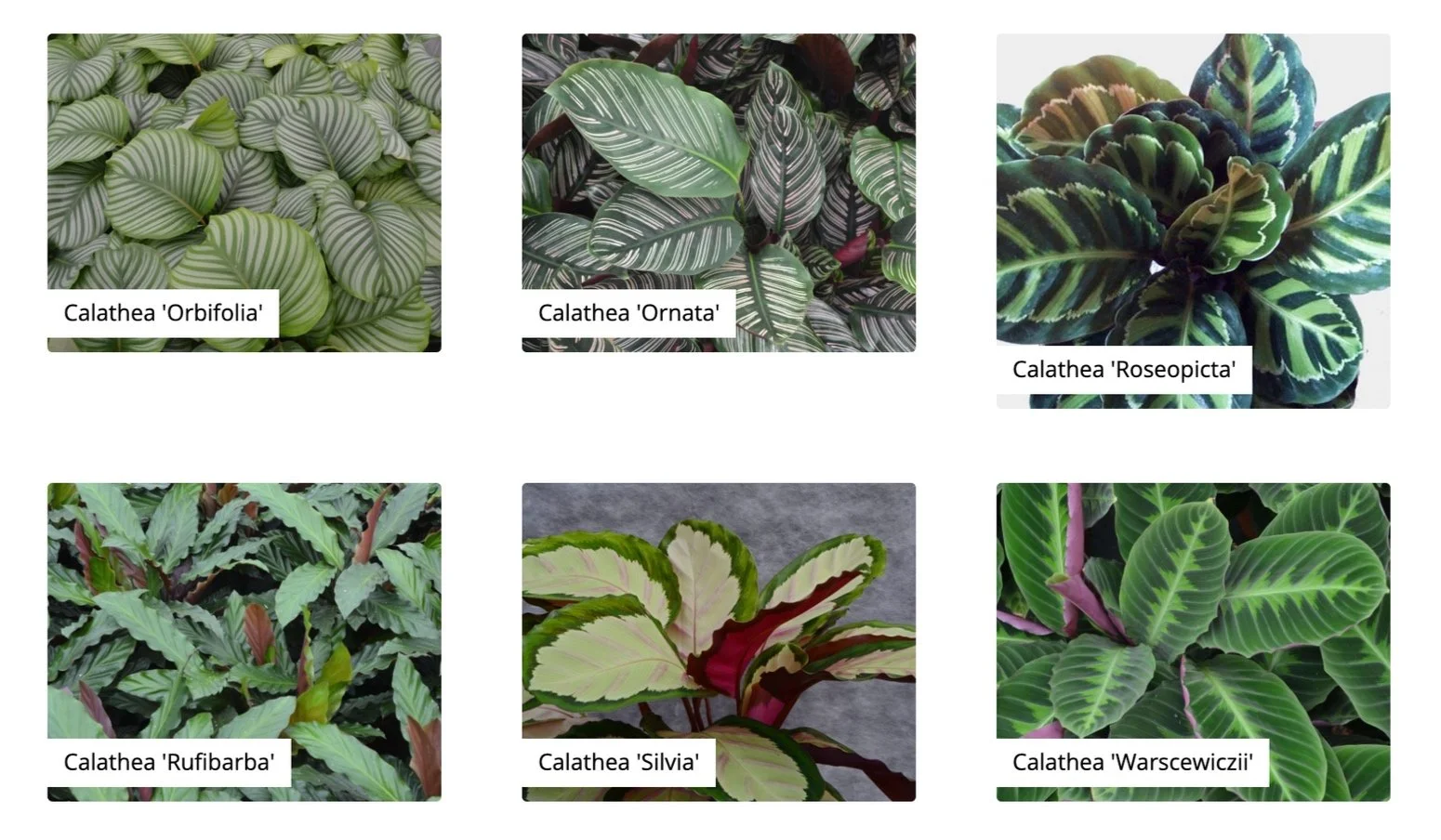Six different Calathea plant leaves, each with distinctive patterns and colors. The plants are labeled as 'Orbifolia', 'Ornata', 'Roseopicta', 'Rufibarba', 'Silvia', and 'Warsewiczii'.