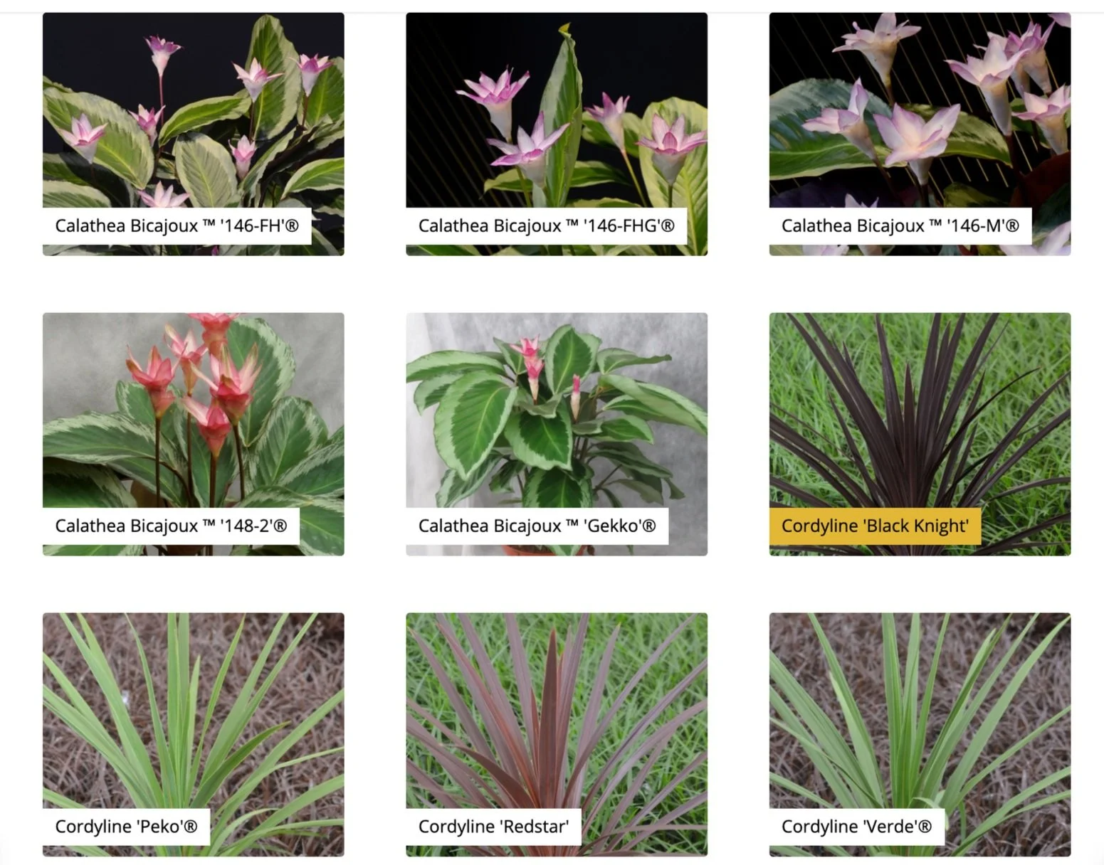 A grid of nine potted plants, mostly Calathea species and Cordyline varieties, with close-up views of their colorful and patterned foliage. Some of the Calathea plants have pink and green patterned leaves, while the Cordyline plants display elongated
