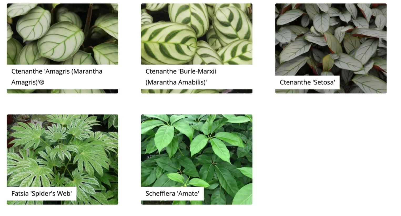 Six close-up photos of different indoor houseplant leaves with labels: Top row, from left to right - Ctenanthe 'Amagnis', Ctenanthe 'Burle-Marxii', Ctenanthe 'Setosa'; Bottom row, from left to right - Fatsia 'Spider's Web', Schefflera 'Amate'.