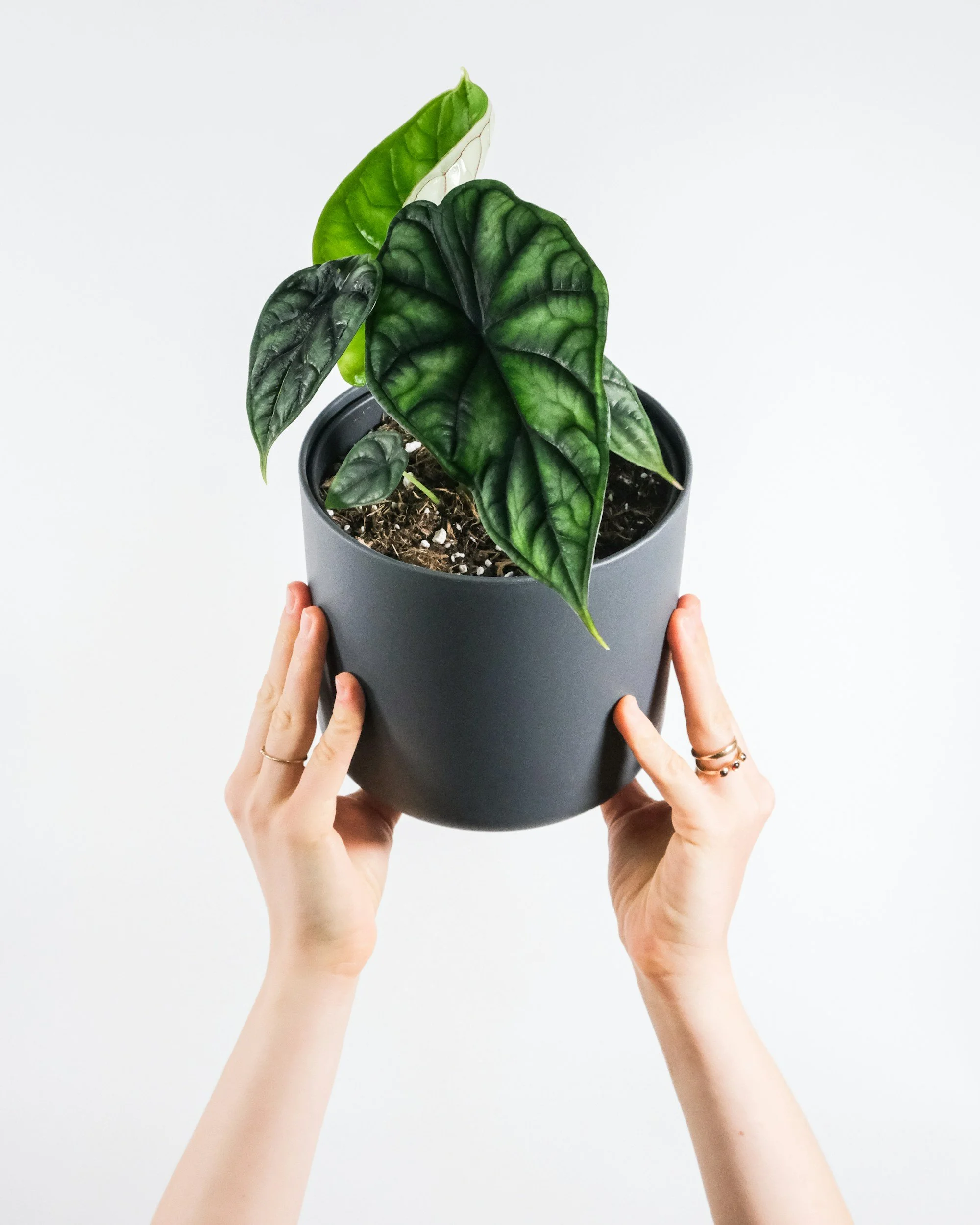 A person is holding a black plant pot with a healthy green and dark green variegated houseplant against a plain white background.