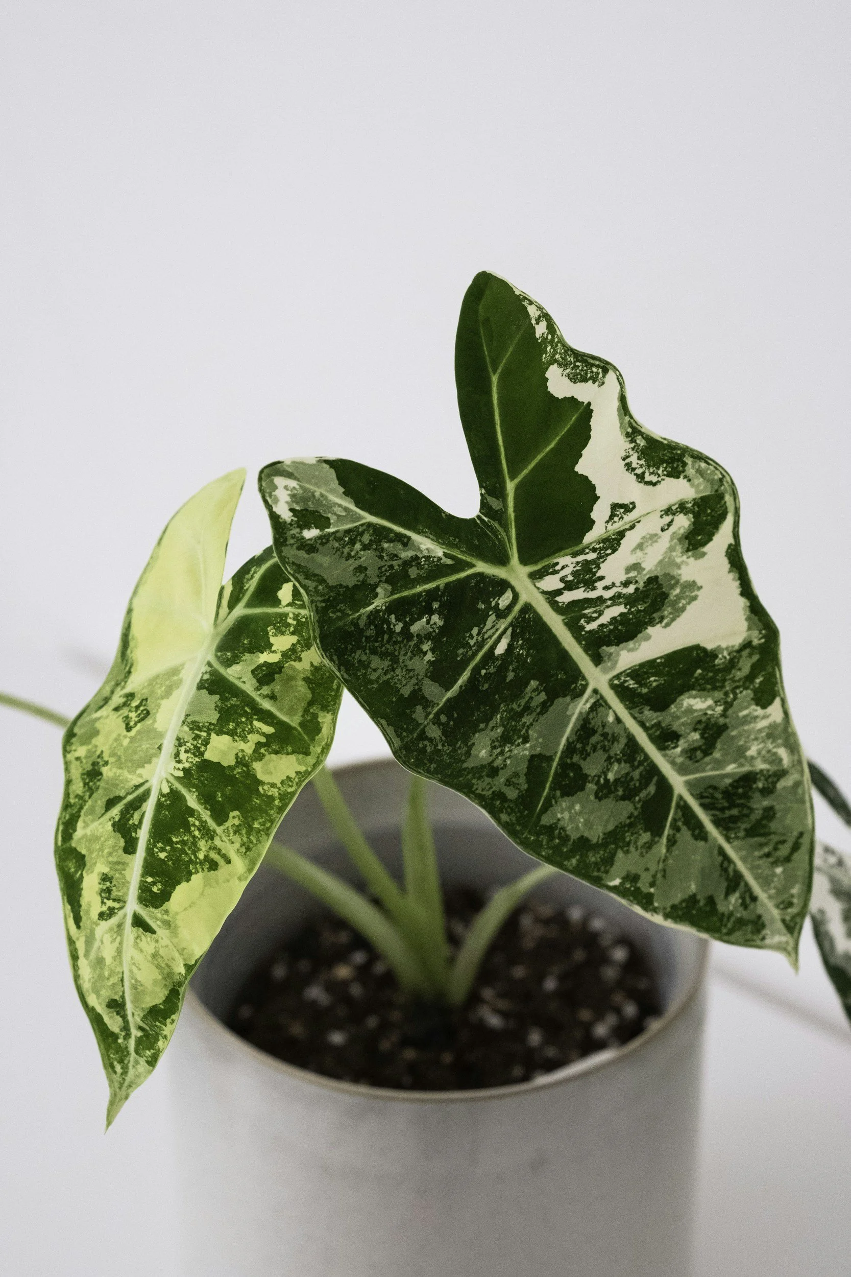 A potted variegated alocasia plant with large green and white leaves.