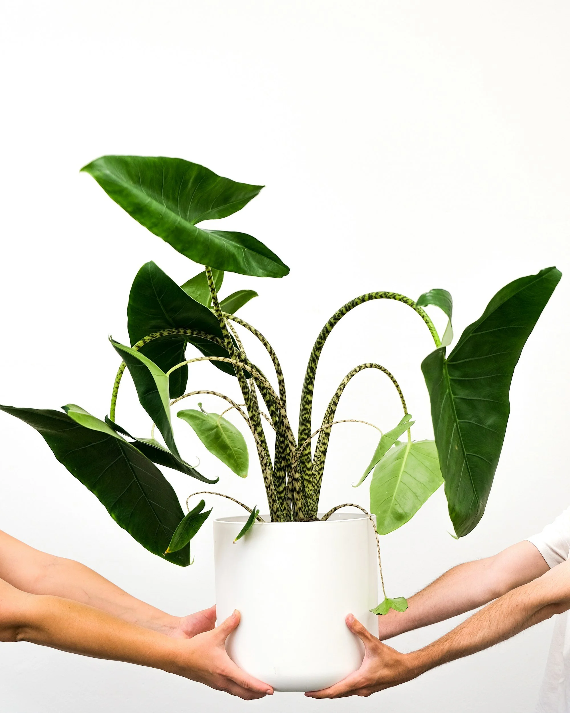 Two people holding a large potted green plant with broad leaves against a plain white background.