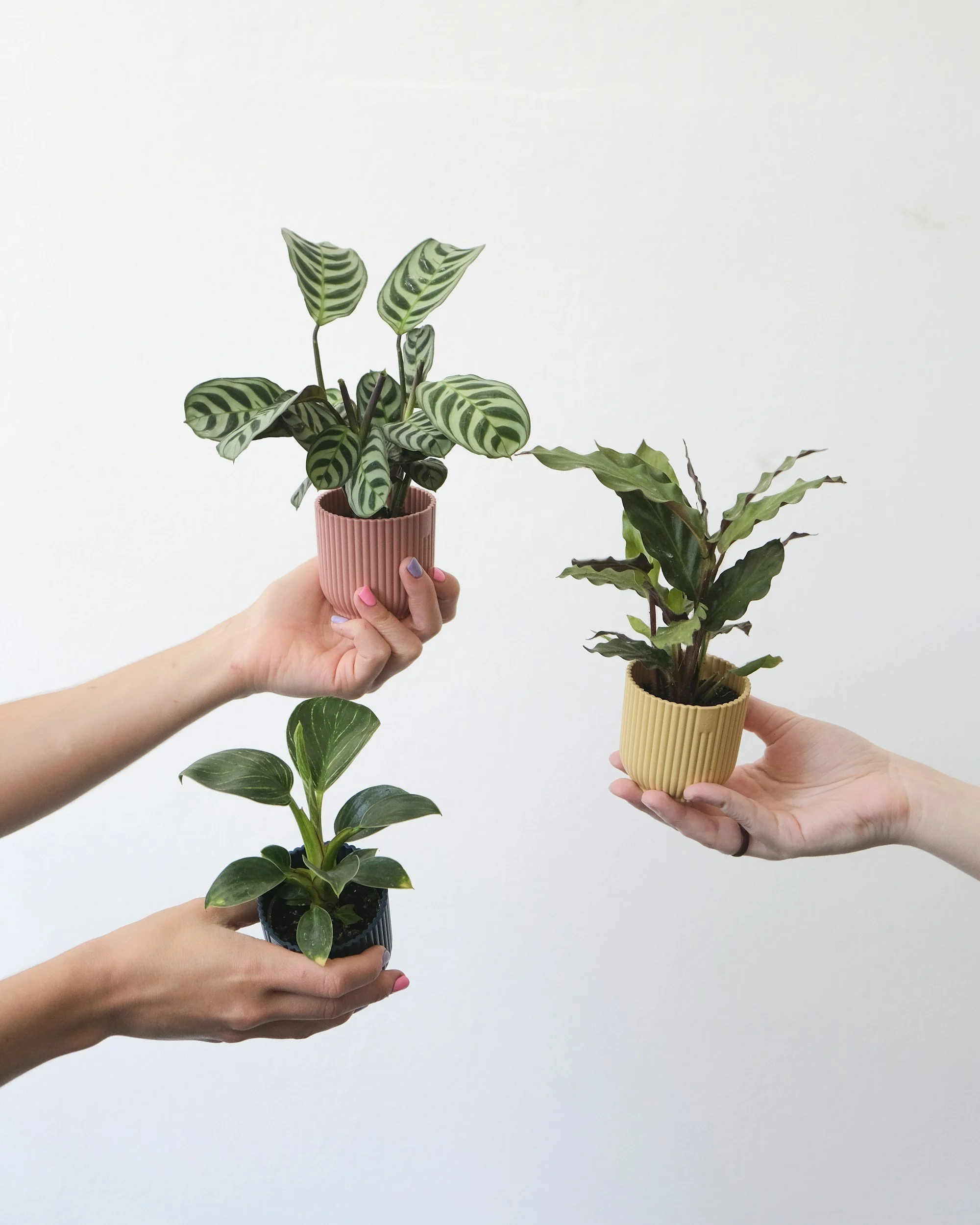 Three hands holding potted houseplants, with one hand holding a plant with variegated green and white leaves in a pink pot, another hand holding a plant with large green leaves with dark green veins in a yellow pot, and the third hand holding a plant with glossy green leaves in a dark pot.