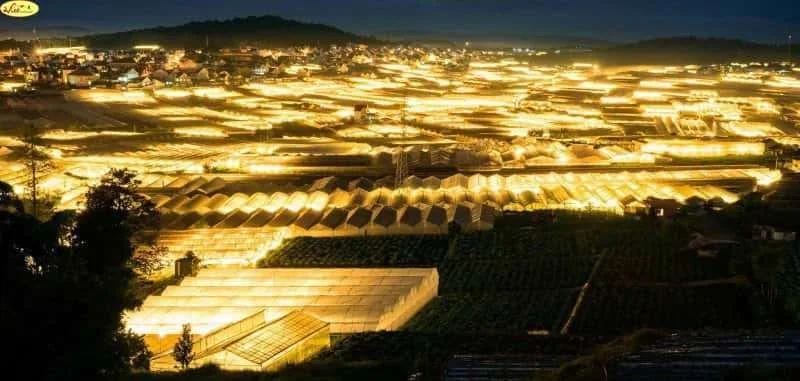 Night view of an expansive area with numerous illuminated greenhouses and buildings, stretching into the distance under a dark sky with mountains in the background.