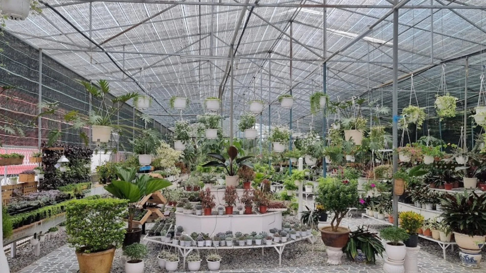 Indoor greenhouse filled with various potted plants and hanging planters, with a glass ceiling and metal framework.