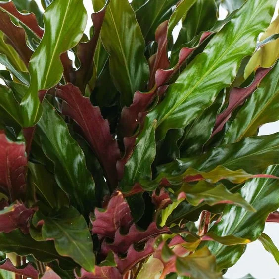 Close-up of a lush green and reddish-brown foliage plant, possibly a Christmas star or a similar decorative plant with elongated, glossy leaves.
