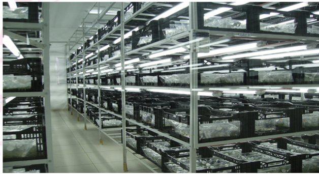 Indoor environment with multiple black racks filled with trays of plants or seedlings, illuminated by bright overhead lights.