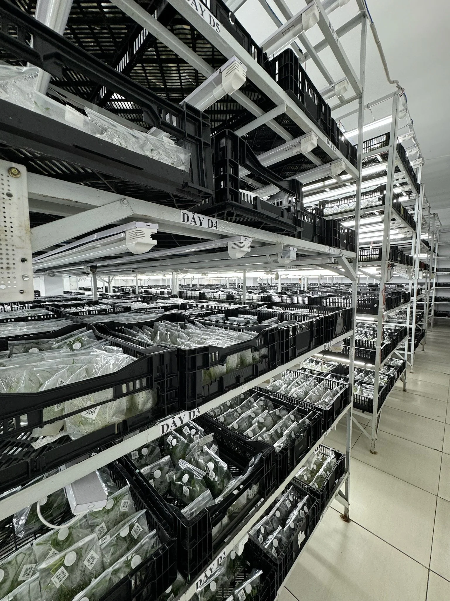 Shelving unit filled with black plastic crates holding packaged vegetables, with labels indicating different days, in a warehouse or storage area.