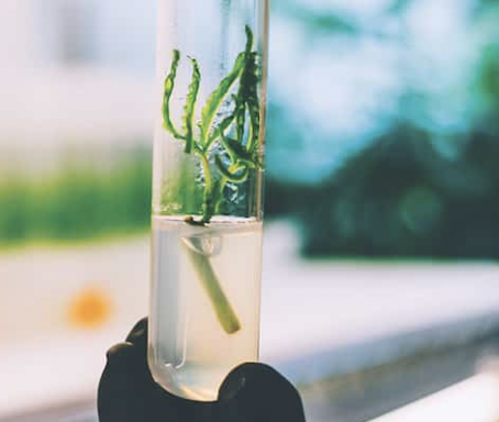 A gloved hand holding a test tube with a green plant growing inside.