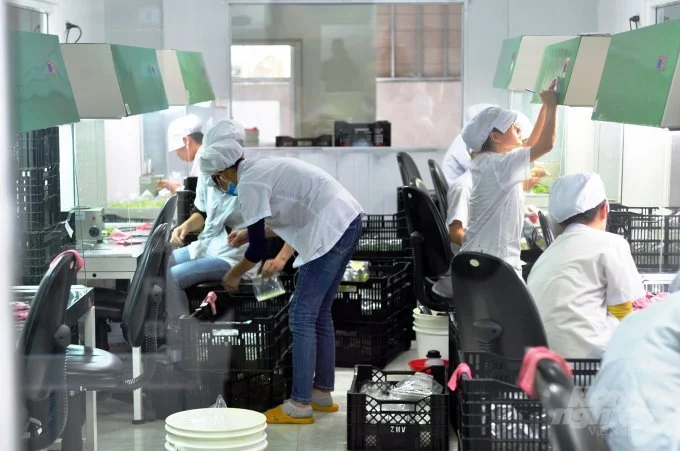 Workers in a factory or laboratory wearing hairnets and masks, handling small objects at workstations with plastic bins and equipment.